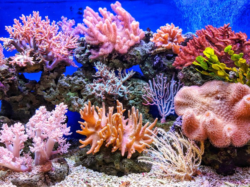 The Wonders of Coral Reefs: Exploring Biodiversity and Importance