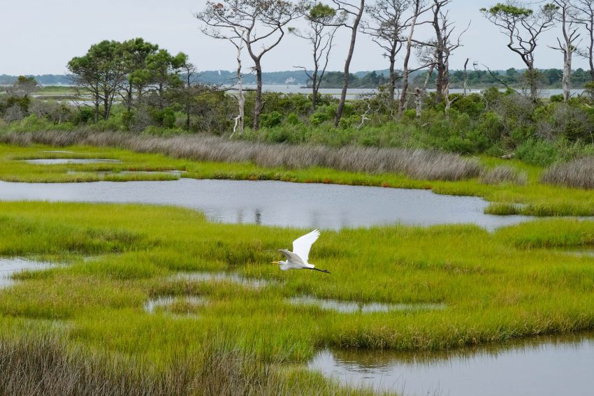 Wetland Conservation and its Role in Flood Control